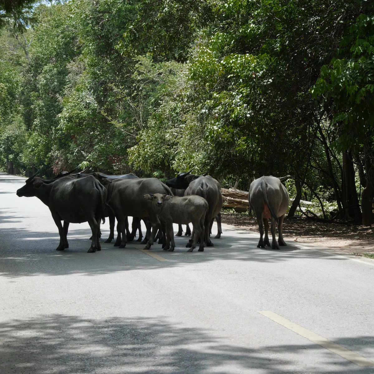buffalo