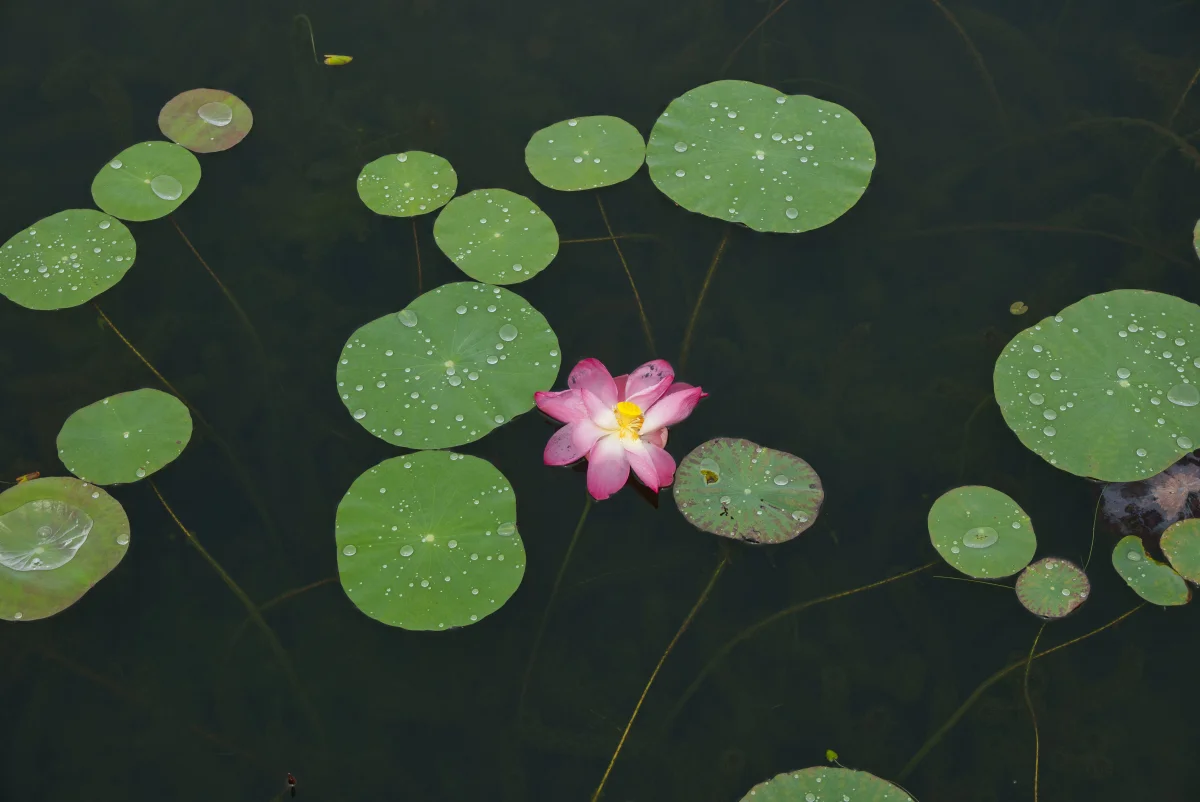 lotus