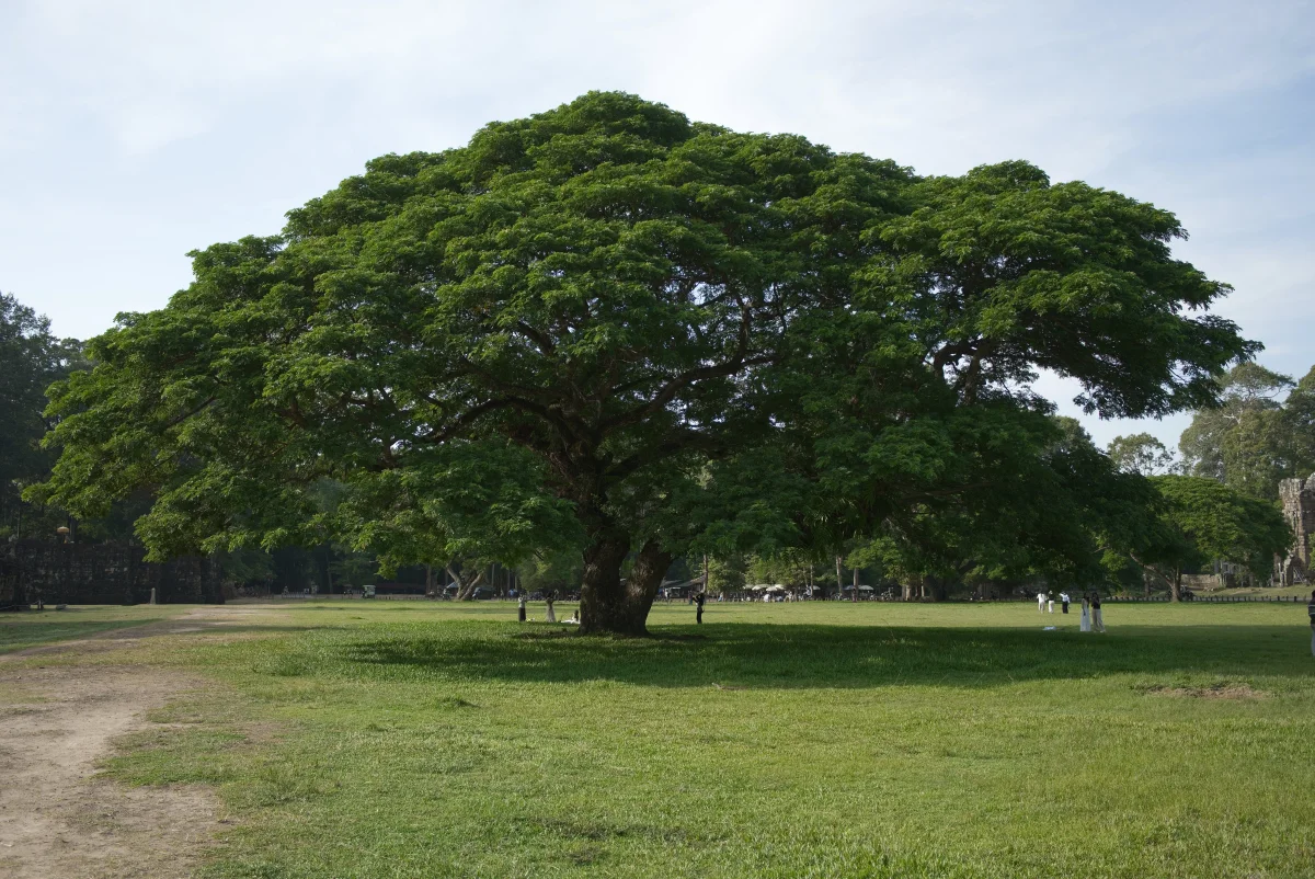 tree